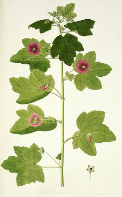 Botanische Illustration, © IMAGNO/Austrian Archives