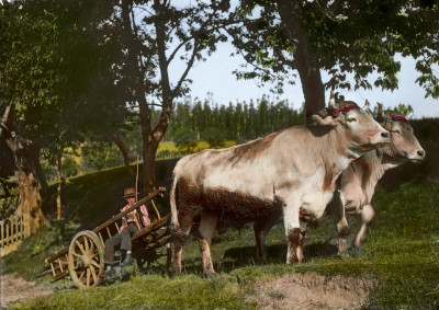 Gespann im Joglland, © IMAGNO/Öst. Volkshochschularchiv