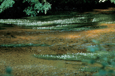 Der Blühende Kamp bei Utissenbach, © IMAGNO/Franz Hubmann