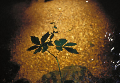 Pflanze am Wasser des Großen Kamp, © IMAGNO/Gerhard Trumler