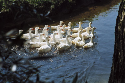 Gänse auf der Lainsitz, © IMAGNO/Gerhard Trumler