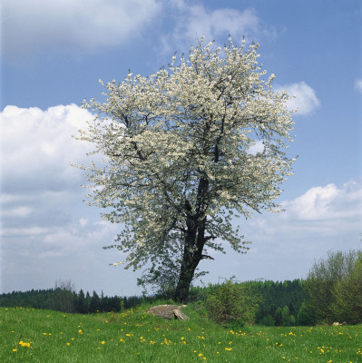 Blühender Vogelkirschbaum, © IMAGNO/Gerhard Trumler