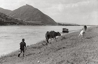 Donauufer mit Kühen
