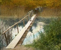 Tümpel in der Lobau