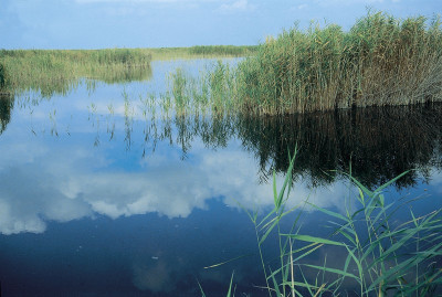 Die Lange Lacke, Neusiedlersee, © IMAGNO/Gerhard Trumler