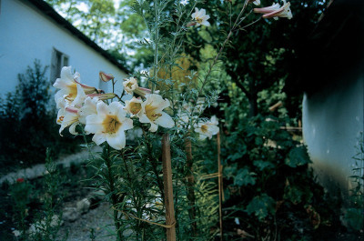 Blumen im alten Bauerngarten von Niedersulz, © IMAGNO/Gerhard Trumler