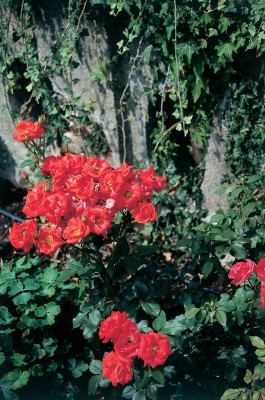 Blumen im Schlosspark Pottenbrunn, © IMAGNO/Gerhard Trumler