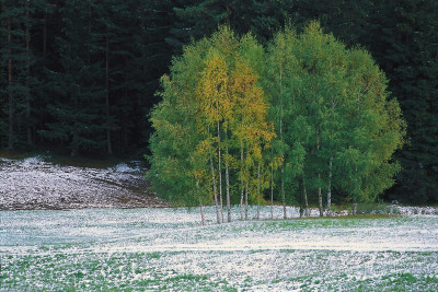 Baumgruppe vor Wald in Schneelandschaft, © IMAGNO/Gerhard Trumler