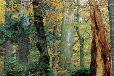 Der Rothwald bei Dürrenstein, © IMAGNO/Gerhard Trumler