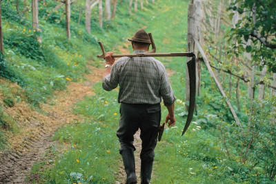 Weinbauer auf dem Weg zur Arbeit, © IMAGNO/Gerhard Trumler