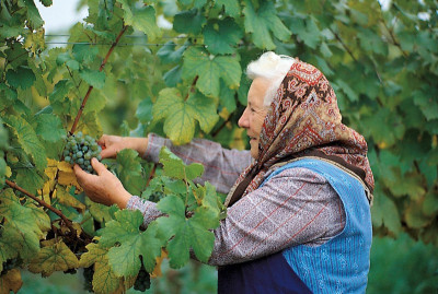 Winzerin aus Strass bei der Lese, © IMAGNO/Gerhard Trumler