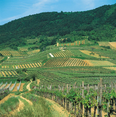 Weinberge an der Thermenlinie bei Perchtholdsdorf, © IMAGNO/Gerhard Trumler