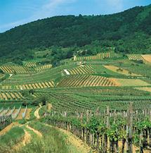 Weinberge an der Thermenlinie bei Perchtholdsdorf