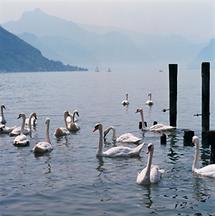 Schwäne am Landungsplatz am Traunsee