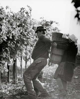 Bei der Weinernte, © IMAGNO/Franz Hubmann