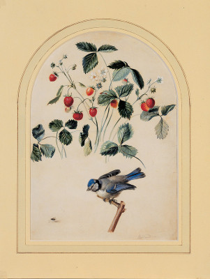 Erdbeeren und Blaumeise, © IMAGNO/Austrian Archives