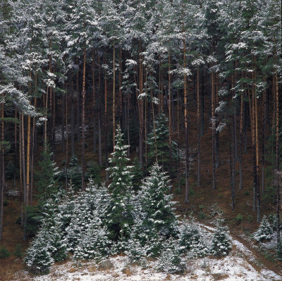 Winterwald bei Streith, © IMAGNO/Gerhard Trumler