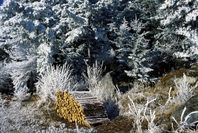 Im Naturpark Groß Pertholz, © IMAGNO/Gerhard Trumler