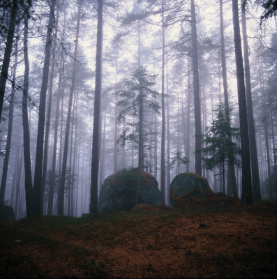 Herbstnebel im Wald, © IMAGNO/Gerhard Trumler