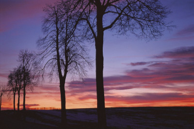 Baumreihe bei Sonnenuntergang, © IMAGNO/Gerhard Trumler