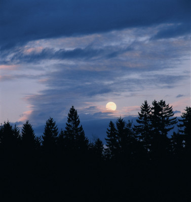 Aufgehender Mond hinter Baumsilhouetten, © IMAGNO/Gerhard Trumler