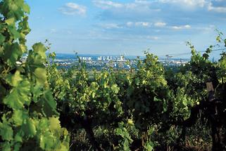 Blick von den Hagenbrunner Weinbergen