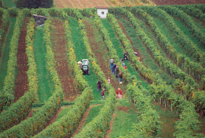 Weinernte in Niederösterreich, © IMAGNO/Gerhard Trumler