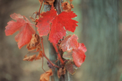 Weinreben im Herbst, © IMAGNO/Gerhard Trumler