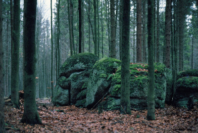 Weinsberger Wald bei Bärenkopf, © IMAGNO/Franz Hubmann