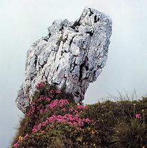 Behaarte Alpenrose am Fölzstein