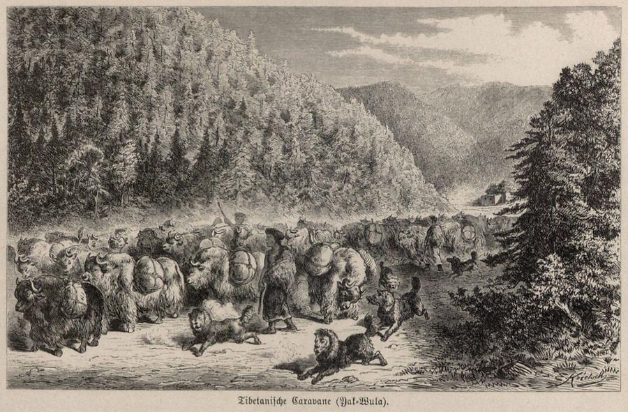 Illustration Tibetanische Caravane (Yak-Wula)