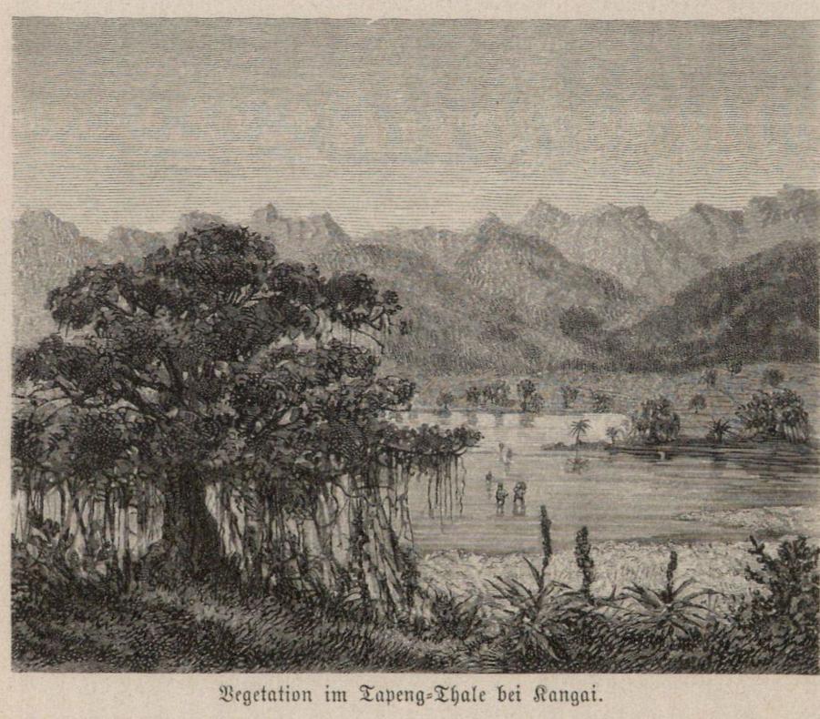Illustration Vegetation im Tapeng-Thale bei Kangai