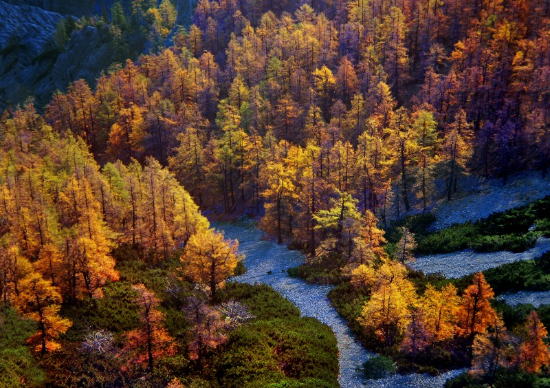 Herbstwald