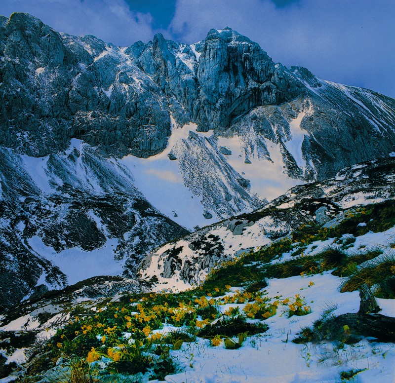 Schnee auf Aurikelwiesel