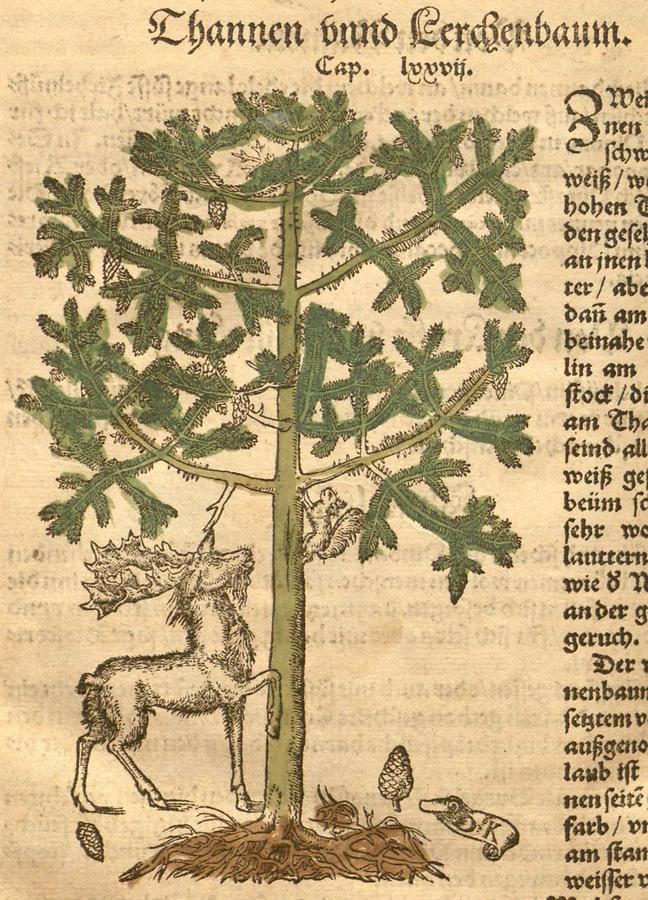 Illustration Thannenbaum