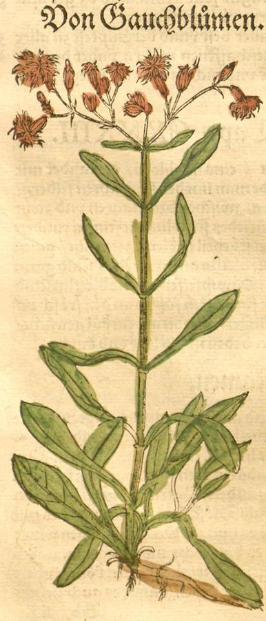 Illustration Von Gauchblumen