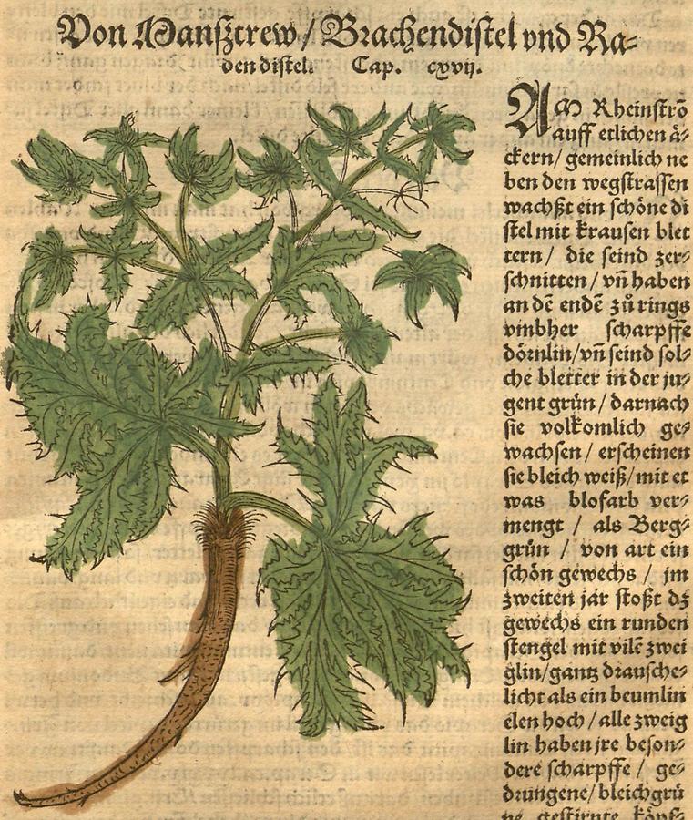 Illustration Von Manßtrew - Brachendistel und Radendistel