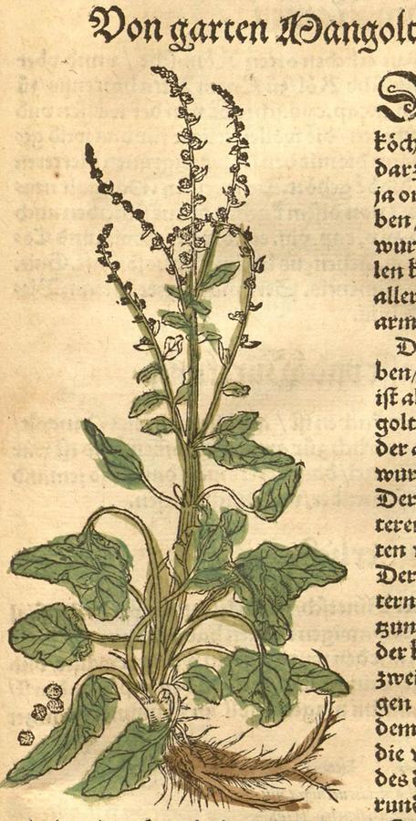 Illustration Von garten Mangolt