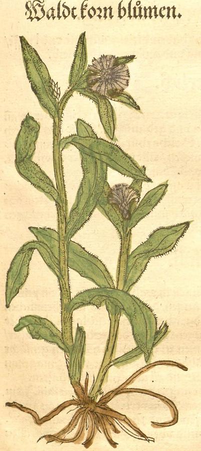 Illustration Waldtkornblumen