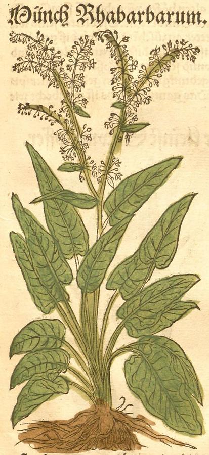 Illustration Wünch Rhabarbarum