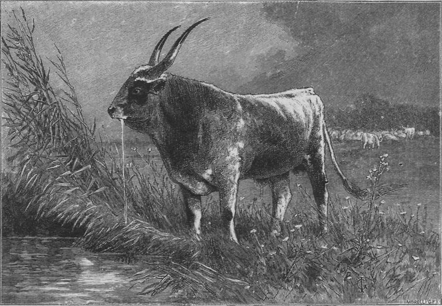 Illustration Ungarischer Stier