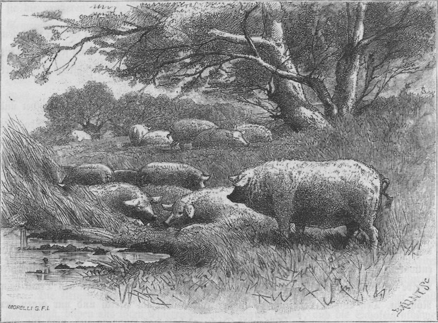 Illustration Kraushaarige Schweine