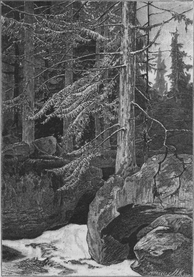 Illustration Nadelwald im Karst