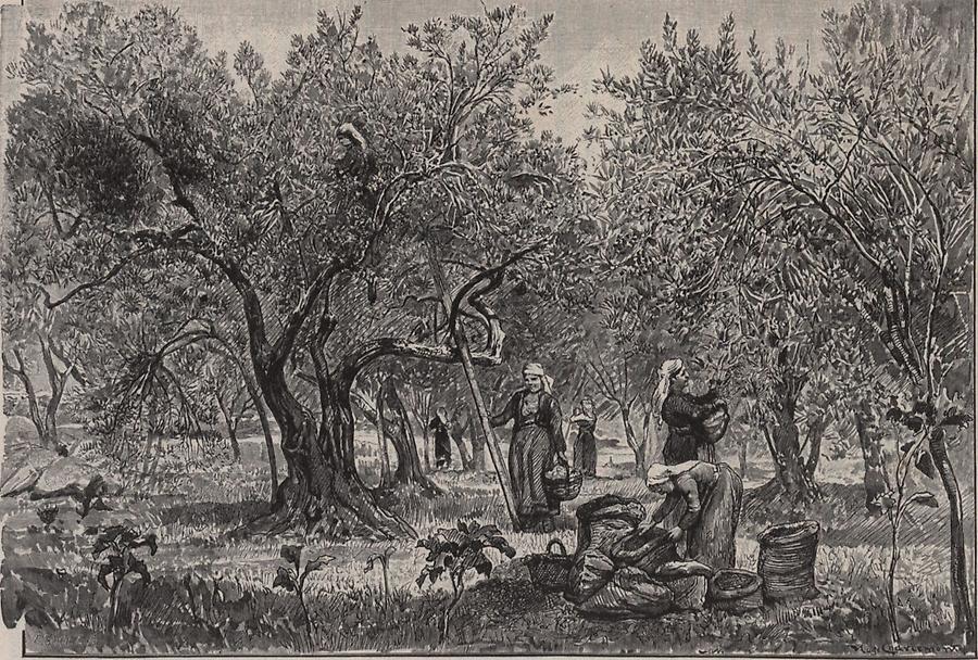 Illustration Olivenernte bei Ragusa