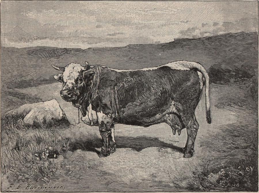 Illustration Pustertal-Duxer Kuh