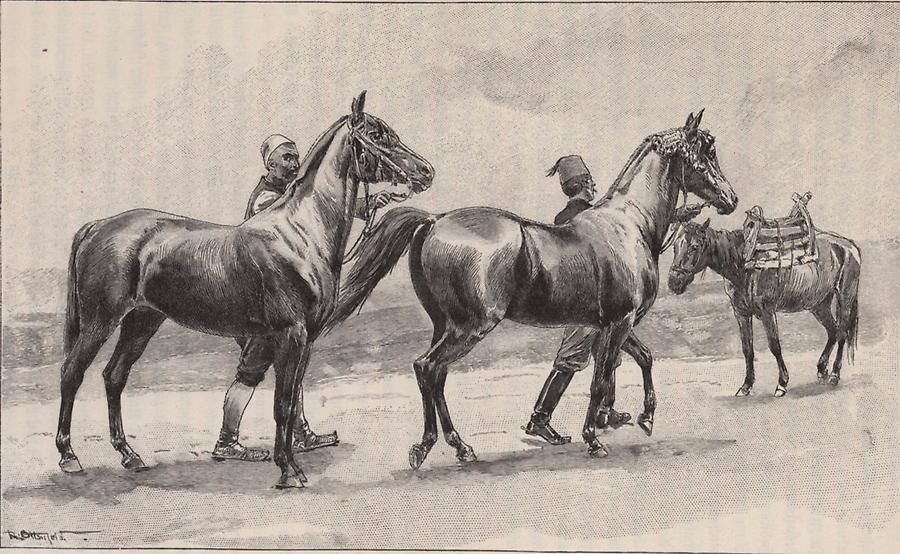 Illustration Bosnische Pferde