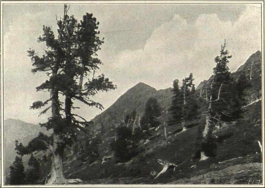 Illustration Baumgrenze in den Niederen Tauern, Steiermark, alte Zirbelkiefern, ca 1800 Meter