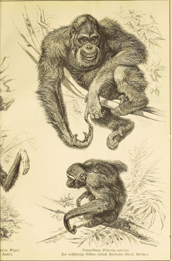 Illustration Orang Utang (Pitecus satyrus), weißstirniger Gibbon (Hulock, Hylibates Hulok Harlan)