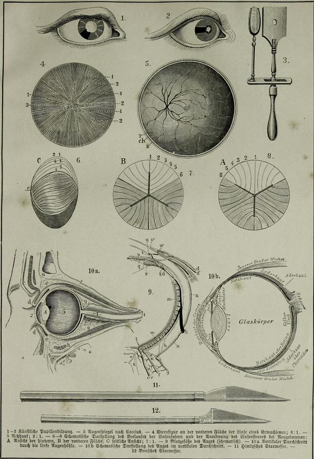 Illustration Auge (Tafel I)