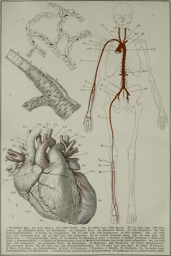 Illustration Herz und Blutkreislauf